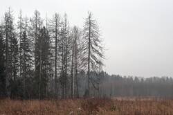 0_31f8de_242c2e0c_orig.jpg