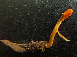 0_244723_55820ea7_M.jpg