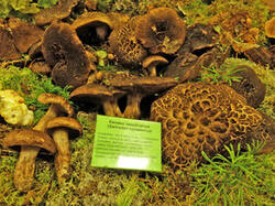 0_cfef8_22404b01_M.jpg