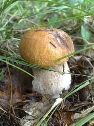 0_bbe35_547d1813_M.jpg