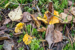 0_9f2b7_44d8462_M.jpg