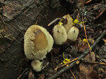 0_1c1f1c_b7c55542_S.jpg