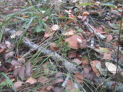 0_172c59_5ab84ddb_M.jpg