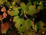 0_1077dc_3591e2e6_S.jpg