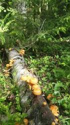 0_118cfe_3295c5fc_M.jpg