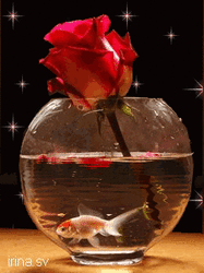 97848264_653587.gif