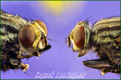 48195381396_6d3b7bfc5c_o.png