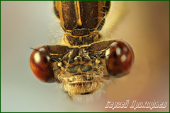 48305994961_60ffd7d70d_o.png