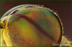 48356130027_1ac58e870f_o.png