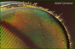 48356130842_3c10099574_o.png