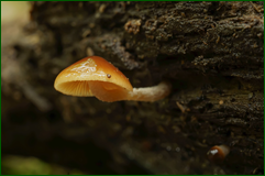 48477781772_f33a918133_o.png