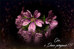 49216281396_d8746cd526_o.png