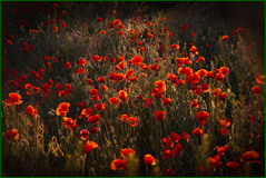 49914715708_e868a36a32_o.png