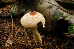 50124886326_e5d475231d_o.png