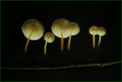 50124902661_5b7e7555cb_o.png