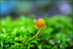 50125113067_f5ec3d1447_o.png