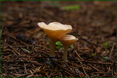 50125119497_3b699230e5_o.png