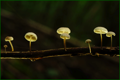 50125122587_a1f17db055_o.png