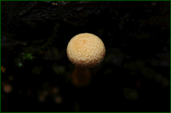 50139178268_16e9efe6e4_o.png