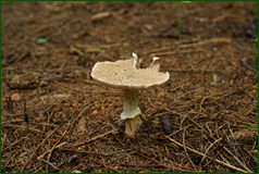 50139711626_6f35d7887f_o.png
