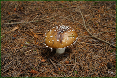50139717861_d5197d9681_o.png