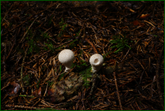 50139719076_6b63190583_o.png