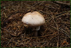 50139963787_e7d9cbe159_o.png