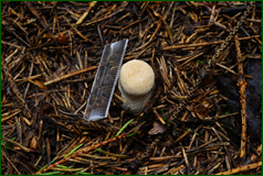 50140029277_06f9df1cce_o.png