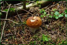 50140047507_b6684a0f59_o.png