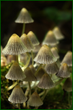 50146197213_05a540e5e1_o.png