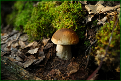 50163311051_ef58fd4b1e_o.png