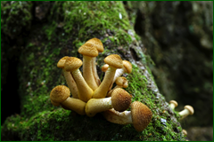 50199060028_8b9208ebea_o.png