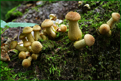 50199060623_689a053346_o.png
