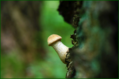 50199061613_cec8033b01_o.png