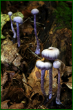 50199065898_d18c68bac7_o.png