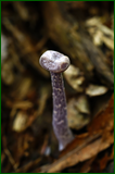 50199066393_88b6d816d5_o.png