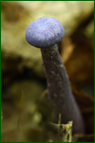 50199066593_cdd9165053_o.png