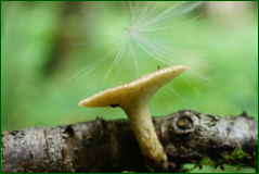 50199604671_4a0129c0cd_o.png