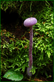 50199611536_a3a33eb1fb_o.png