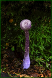50199611771_bc6fd9947d_o.png