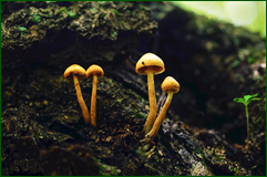 50199872667_3360ce3bee_o.png