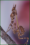 50365884718_3aed1f5ef3_o.png