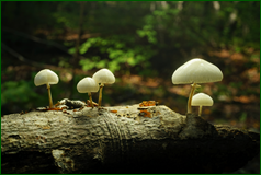 50492913118_b3f150b79b_o.png