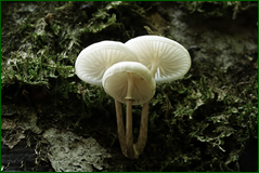50493616671_7d4786bf8c_o.png