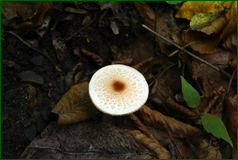 50493780797_afa8ffcc8c_o.png