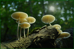50501007683_f88e580265_o.png