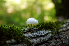 50501718006_a036afdfe9_o.png