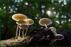 50501719881_a18cb05862_o.png