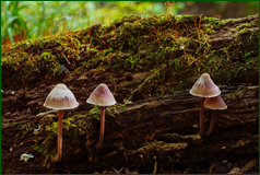 50501868272_ab2ed6a047_o.png