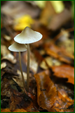 50549643993_5330ca40f0_o.png